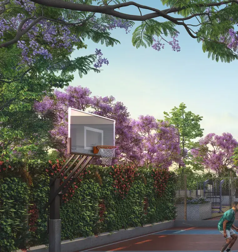 Jacaranda in bloom across the grounds